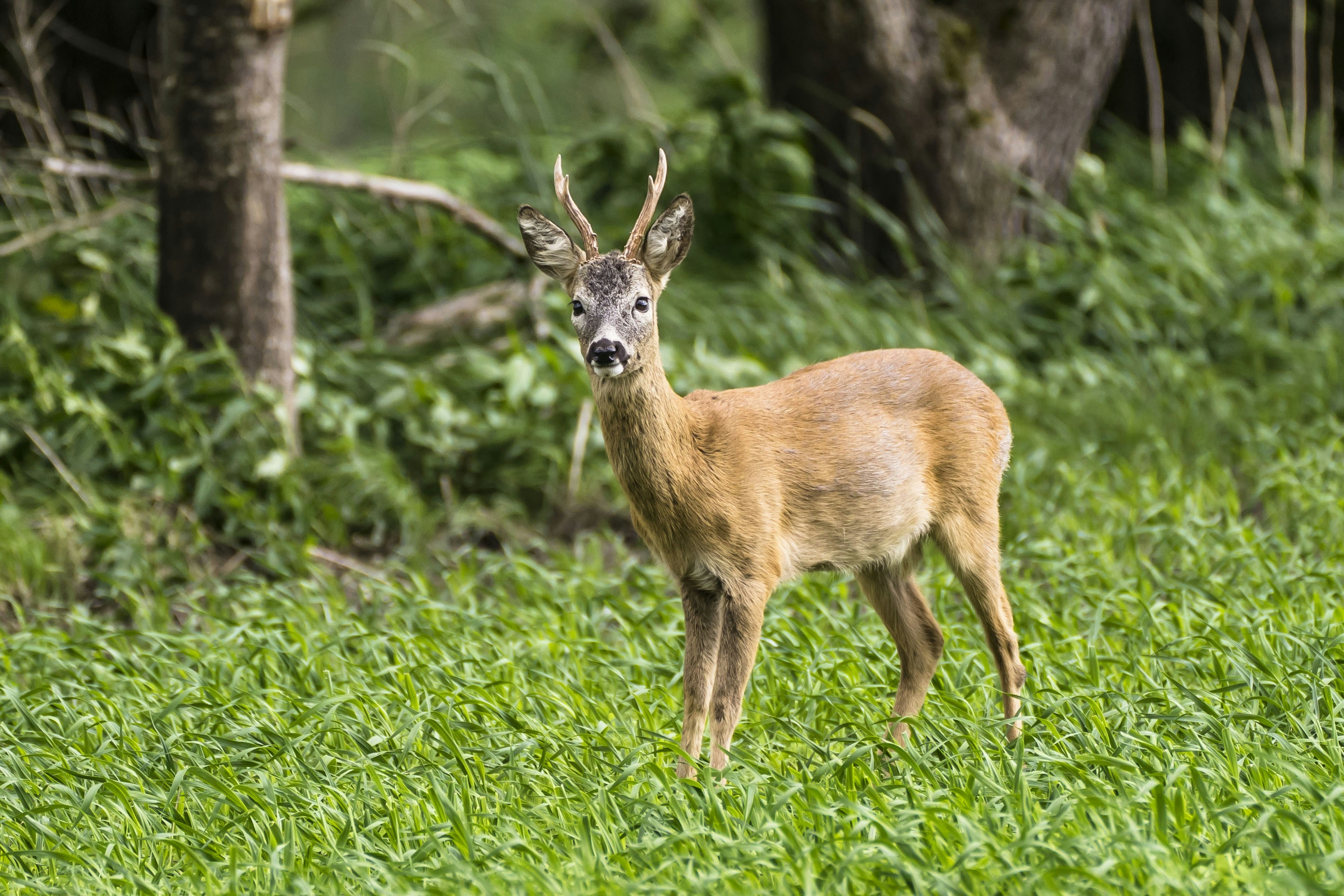 Witze der Kategorie Jägerwitze